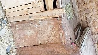 Beautiful pegions and Hens and cock