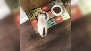 You never seen such naughty animals, dogs, cats