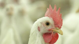 Cute hen