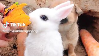 Cute Babies