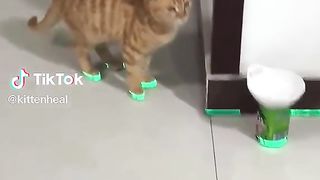 Pet Cat.