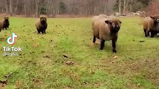 Sheeps