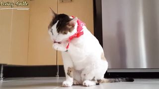 Funny Cats Activities  Cats Playing Video  Cute Cats.