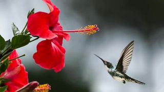 Beautiful Birds sounds for healing, sleep, study, relaxation | Soothing sounds of nature