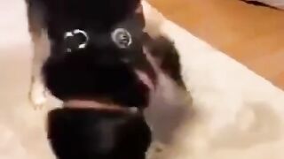 Funny Animals That Make You Laugh????????