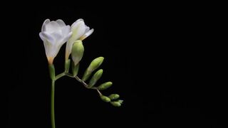 January February flowergrow from cuttings ????????????????????????