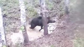 catching wild boar in the noose
