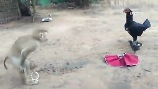 Chimpanzee Funny Moments No Laugh | John92