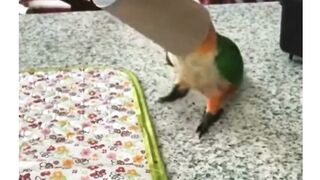 funny animal videos 2023 funny_animal_videos  funny_pets_videos  funny_animal_videos  funny_petz_videos 2023 funny animal funny videos 2023