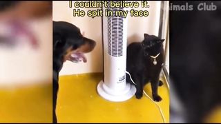 funny animal videos 2023 funny_animal_videos  funny_pets_videos  funny_animal_videos  funny_petz_videos 2023 funny animal funny videos 2023