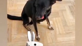 FUNNY ANIMAL VIDEO COMPILATION