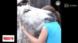 Cute Animal Trusts Their Human More Than Anyone ???? Animal Show Love # P37