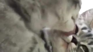 funny animal videos 2023 funny_animal_videos  funny_pets_videos  funny_animal_videos  funny_petz_videos 2023 funny animal funny videos 2023