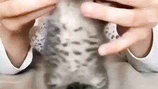 Cat Videos #viralvideo