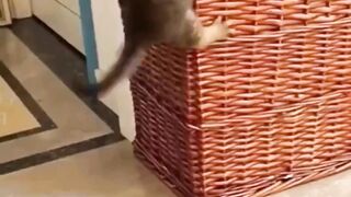 New Cat Videos #cat videos
