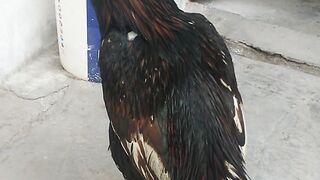 Bird bequty