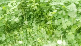Kitchen garden