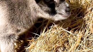 Goat cute baby
