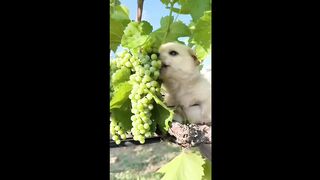 Moti Eats Grapes - Beautiful Moment