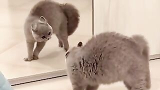 Funny Cat