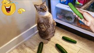 New Funny Animal Compilation 2023 ???? - New Funny Cat And Dog Videos ???? - New Funny Animal Videos ????????