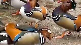Birds