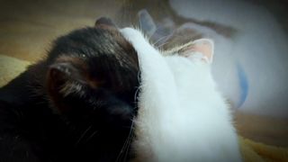 Funniest animals/ two cats love each other in front of camera/two cats kissing and hugging each other/ crazy cats
