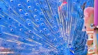 Beautiful peacock