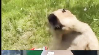 Granola sir most funny memes