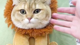 Amazing Beautiful Cute Cat????