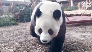 Panda Funny Moment Videos