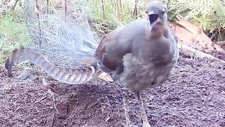 Burung lyrebird