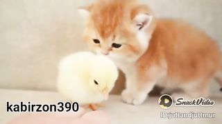Love animal
