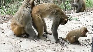 Romaintic monky