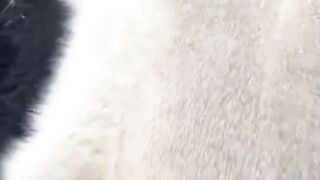 Cleaning cat hairs | removing Hairs From cat