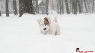 dog is playing on snow #happy dog