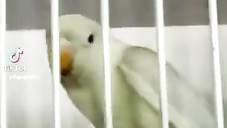 Cute lovebird