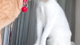 funniest Animals videos compilation best of 2023 #shorts #cat #pets #dog #monkeys ????️????️????️????️????????new funny animals videos 2023