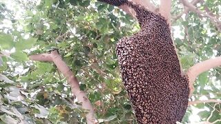 شہد حکمت قص العسل Bee ???? Honey video