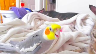 Cocktails parrot video male and female