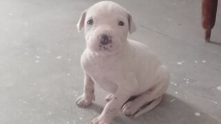 Bull Dog Transformation
