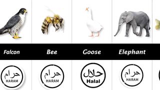 Halal and haram Animal and birds #animal #bird #desscorvery