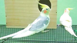 Parrot video male and female