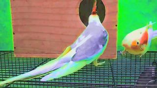 Cocktails parrot video