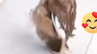 Funny video