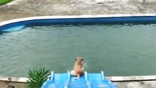 Funny dog video 2023 |cute dog sliding video | masif82 |