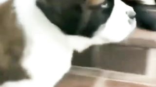 Baby dogs and tigers. The famous dogs in the world. Beautiful cats and dogs video ????????. https://youtu.be/I0k73UDIXhw
