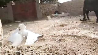 Duck fighting at farm