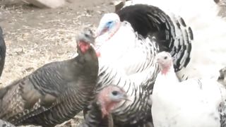 Amazing birds like picock