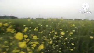 Prakrutik natural drishya. Sarson ka phool full.